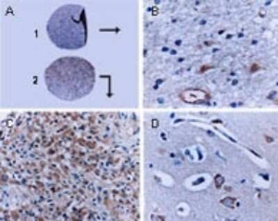 Immunohistochemistry-Paraffin: BFAR Antibody [NB100-56093]
