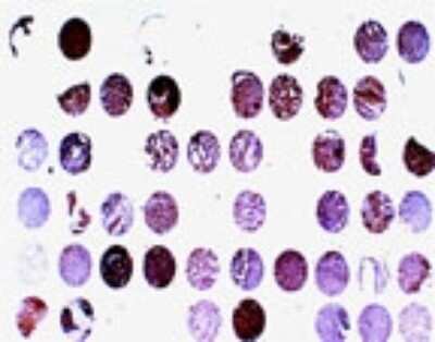 Immunohistochemistry-Paraffin: BFAR Antibody [NB100-56093]