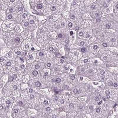 Immunohistochemistry-Paraffin: BHLHB5 Antibody [NBP2-39039]