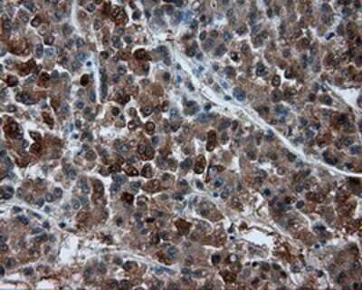 Immunohistochemistry-Paraffin: BHMT Antibody (OTI3E11) [NBP2-02349]
