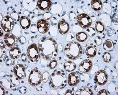 Immunohistochemistry-Paraffin: BHMT Antibody (OTI3E11) [NBP2-02349]