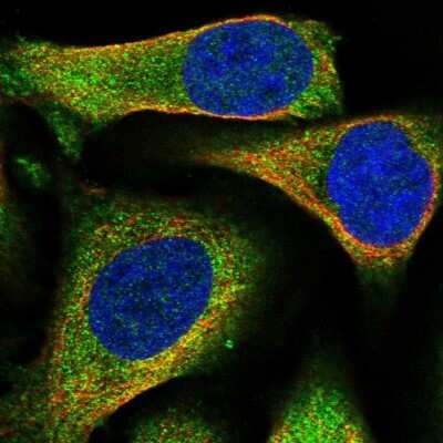 Immunocytochemistry/ Immunofluorescence: BHMT Antibody [NBP1-88611]