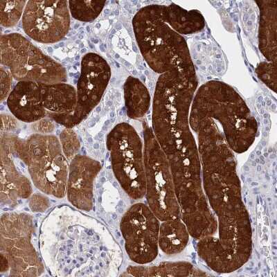 Immunohistochemistry-Paraffin: BHMT Antibody [NBP1-88611]