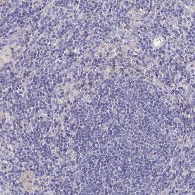 Immunohistochemistry-Paraffin: BHMT Antibody [NBP1-88611]