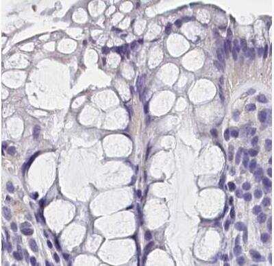 Immunohistochemistry-Paraffin: BHMT Antibody [NBP1-88611]