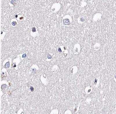 Immunohistochemistry-Paraffin: BHMT Antibody [NBP1-88611]