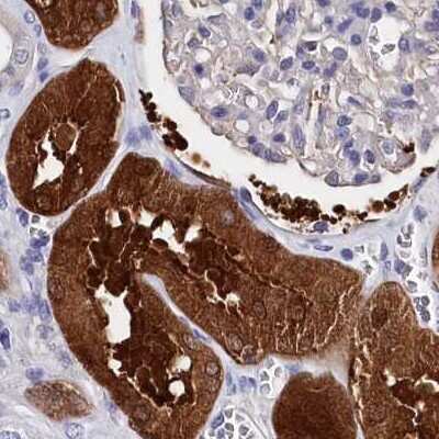 Immunohistochemistry-Paraffin: BHMT Antibody [NBP1-88611]