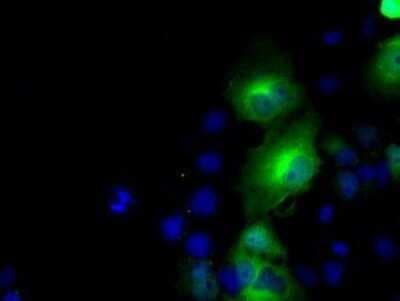 Immunocytochemistry/ Immunofluorescence: BHMT Antibody (OTI3E11) - Azide and BSA Free [NBP2-70250]