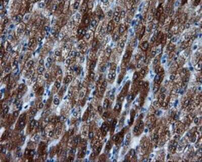 Immunohistochemistry: BHMT Antibody (OTI3E11) - Azide and BSA Free [NBP2-70250]