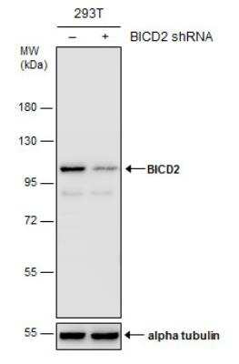Western Blot: BICD2 Antibody (10811) [NBP2-43683]