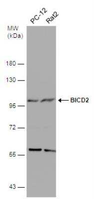 Western Blot: BICD2 Antibody (1824) [NBP2-43684]