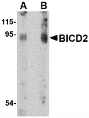Western Blot: BICD2 AntibodyBSA Free [NBP2-81955]