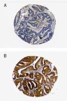 Immunohistochemistry-Paraffin: BID Antibody [NB100-56106]