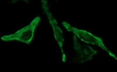 Immunocytochemistry/ Immunofluorescence: BID Antibody (OTI1G10) - Azide and BSA Free [NBP2-70254]