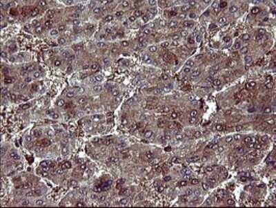 Immunohistochemistry: BID Antibody (OTI1G10) - Azide and BSA Free [NBP2-70254]