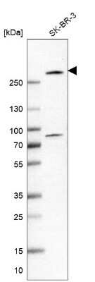 Western Blot: BIG3 Antibody [NBP1-90759]