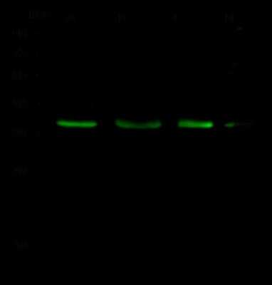 Western Blot: BIK Antibody [NBP2-98984]