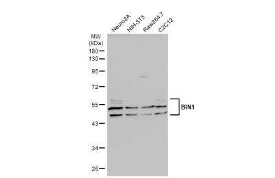 Western Blot: BIN1 Antibody [NBP2-15587]