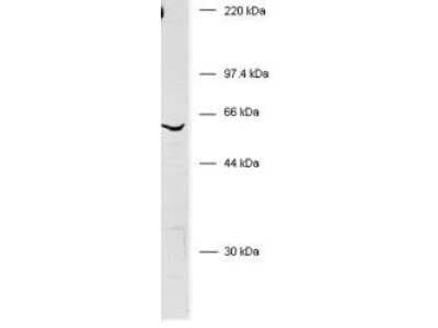 Western Blot: BIVM AntibodyC-terminus [NB600-491]