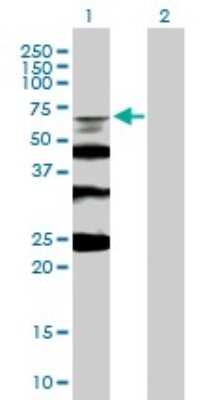 Western Blot: BLAP75 Antibody [H00080010-B02P]