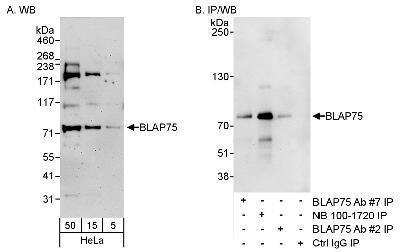 Western Blot: BLAP75 Antibody [NB100-1720]