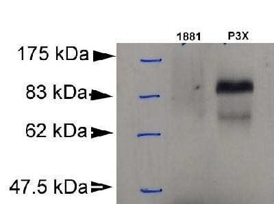 Western Blot: BLIMP1/PRDM1 Antibody (3H2-E8)Azide and BSA Free [NBP2-80597]