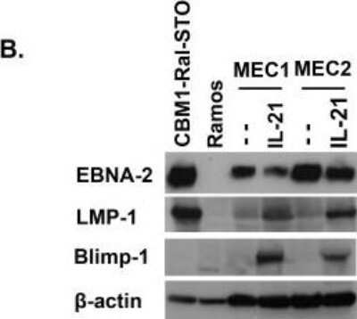 Western Blot: BLIMP1/PRDM1 Antibody (3H2-E8)Azide and BSA Free [NBP2-80597]