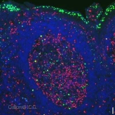 Immunocytochemistry/ Immunofluorescence: BLIMP1/PRDM1 Antibody (3H2-E8) - BSA Free [NB600-235]