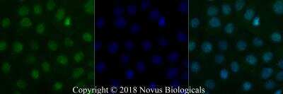 Immunocytochemistry/ Immunofluorescence: BLIMP1/PRDM1 Antibody (3H2-E8) - BSA Free [NB600-235]