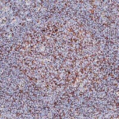 Immunohistochemistry-Paraffin: BLIMP1/PRDM1 Antibody (3H2-E8) - BSA Free [NB600-235]