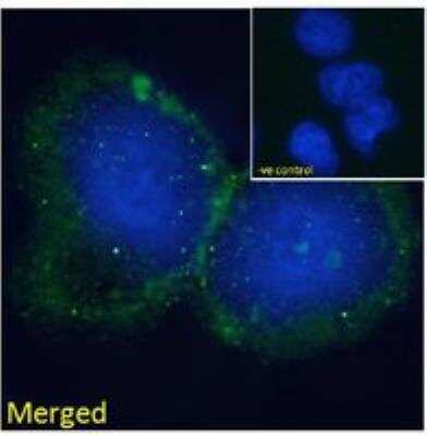 Immunocytochemistry/ Immunofluorescence: BLNK Antibody [NB100-804]