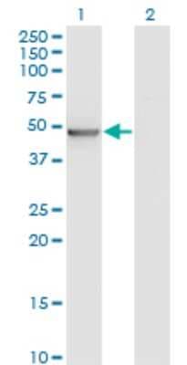 Western Blot: BLU Antibody (3A6) [H00051364-M05]
