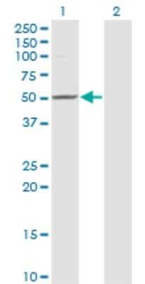 Western Blot: BLU Antibody (3D11) [H00051364-M24]