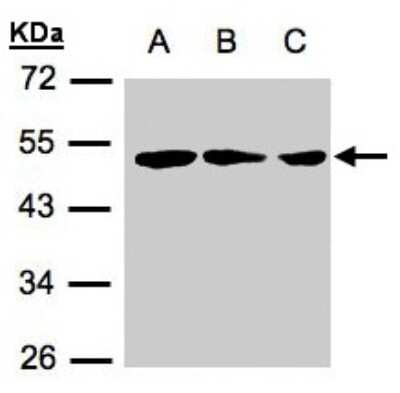 Western Blot: BLU Antibody [NBP1-31059]