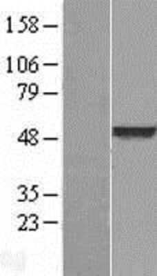 Western Blot: BLU Overexpression Lysate [NBL1-18048]