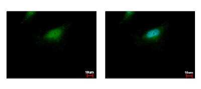 Immunocytochemistry/ Immunofluorescence: BLZF1 Antibody [NBP2-15596]