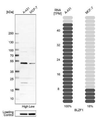 Knockdown Validated: BLZF1 Antibody [NBP1-83082]