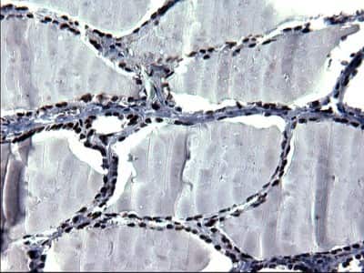 Immunohistochemistry: BMAL1 Antibody (OTI1H6) [NBP2-46544]