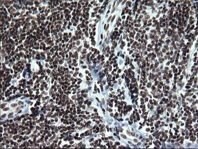 Immunohistochemistry: BMAL1 Antibody (OTI1H6) [NBP2-46544]