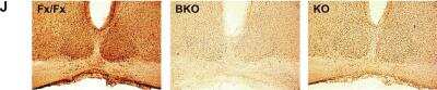 Knockout Validated: BMAL1 Antibody [NB100-2288]