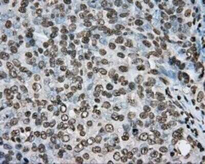 Immunohistochemistry: BMAL1 Antibody (OTI1C11) - Azide and BSA Free [NBP2-70207]
