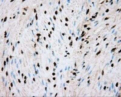 Immunohistochemistry: BMAL1 Antibody (OTI1C11) - Azide and BSA Free [NBP2-70207]