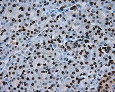 Immunohistochemistry: BMAL1 Antibody (OTI1C11) - Azide and BSA Free [NBP2-70207]