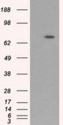Western Blot: BMAL1 Antibody (OTI1C11)Azide and BSA Free [NBP2-70207]