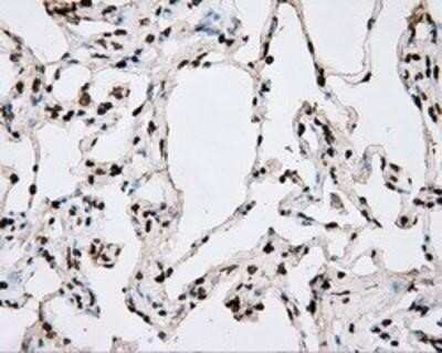 Immunohistochemistry-Paraffin: BMAL1 Antibody (OTI1C11) [NBP2-02544]