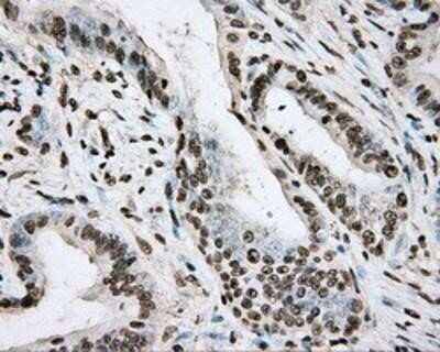 Immunohistochemistry-Paraffin: BMAL1 Antibody (OTI1C11) [NBP2-02544]