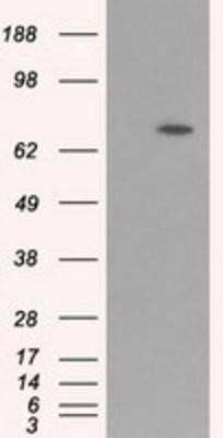 Western Blot: BMAL1 Antibody (OTI1C11) [NBP2-02544]