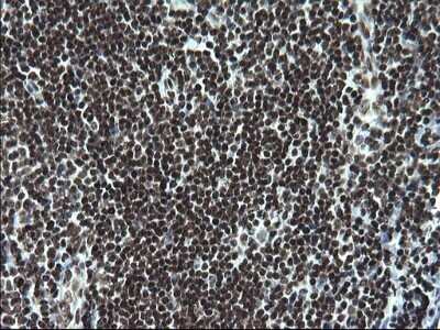 Immunohistochemistry: BMAL1 Antibody (OTI1H6) - Azide and BSA Free [NBP2-70208]