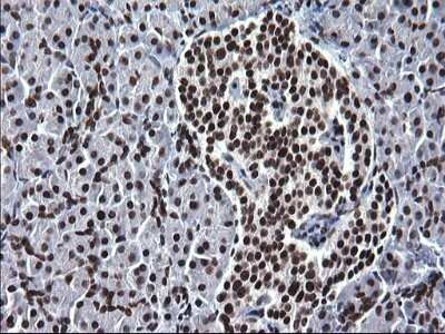 Immunohistochemistry: BMAL1 Antibody (OTI1H6) - Azide and BSA Free [NBP2-70208]