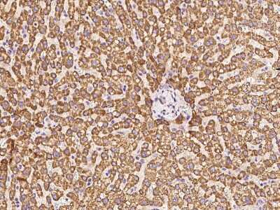 Immunohistochemistry-Paraffin: BMERB1 Antibody [NBP2-97384]